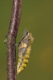 Attēlu rezultāti vaicājumam “Euphydryas maturna pupa”