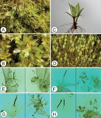 Attēlu rezultāti vaicājumam “Physcomitrium pyriforme sporophyte”
