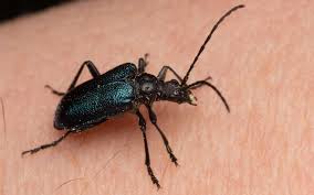 Attēlu rezultāti vaicājumam “Gaurotes virginea”