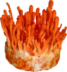 Attēlu rezultāti vaicājumam “Cordyceps militaris”