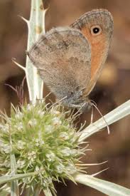 Attēlu rezultāti vaicājumam “Coenonympha pamphilus upperside”