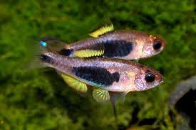 Image result for Barbus barbus