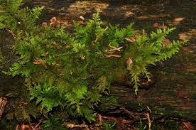 Attēlu rezultāti vaicājumam “Ptilium crista-castrensis”