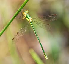 Attēlu rezultāti vaicājumam “Lestes virens female”