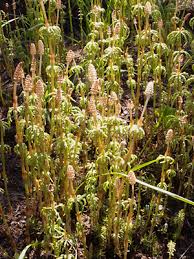 Attēlu rezultāti vaicājumam “Homomallium incurvatum sporophyte”