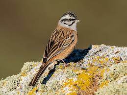 Image result for Emberiza cia