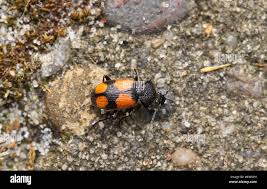 Attēlu rezultāti vaicājumam “Panagaeus cruxmajor”