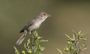 Image result for Hippolais olivetorum