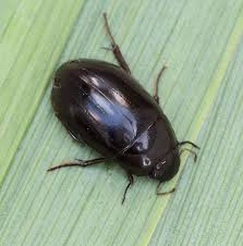 Attēlu rezultāti vaicājumam “Hydrochara caraboides”