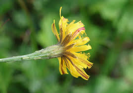 Attēlu rezultāti vaicājumam “Leontodon autumnalis”