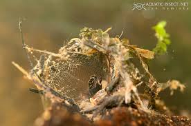 Attēlu rezultāti vaicājumam “Yponomeuta evonymella larva”