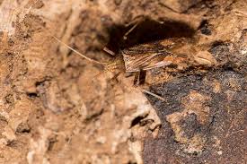 Attēlu rezultāti vaicājumam “Phytocoris varipes”