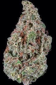 Attēlu rezultāti vaicājumam “Diderma montanum macro”