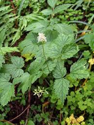 Image result for Christophskraut