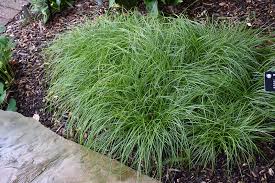 Attēlu rezultāti vaicājumam “Carex remota”