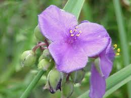 Attēlu rezultāti vaicājumam “Tradescantia virginiana”
