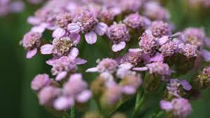 Attēlu rezultāti vaicājumam “Achillea millefolium flower”