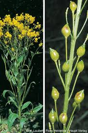 Attēlu rezultāti vaicājumam “Bunias orientalis”