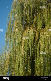 Attēlu rezultāti vaicājumam “Salix x sepulcralis”