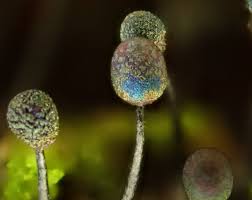 Attēlu rezultāti vaicājumam “Lamproderma sp.”