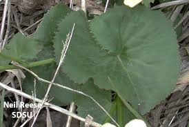 Attēlu rezultāti vaicājumam “Caltha palustris leaf”