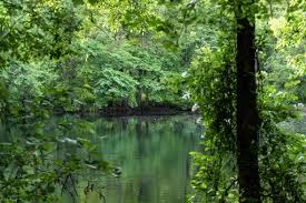 Image result for New Forest/Waterside