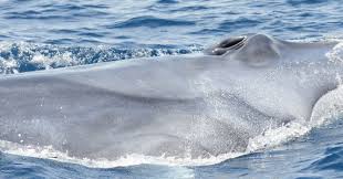 Image result for Balaenoptera omurai
