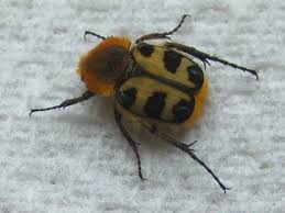 Attēlu rezultāti vaicājumam “Trichius fasciatus imago”