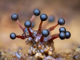 Attēlu rezultāti vaicājumam “Metatrichia sp.”