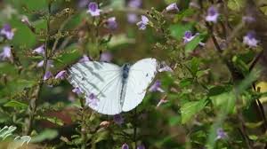 Attēlu rezultāti vaicājumam “Pieris napi male”