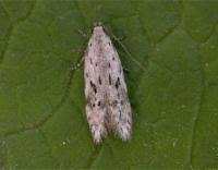 Attēlu rezultāti vaicājumam “Carpatolechia proximella”