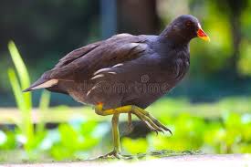 Attēlu rezultāti vaicājumam “Gallinula chloropus adult”