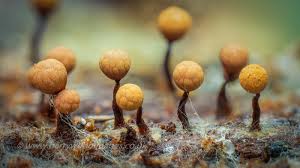 Attēlu rezultāti vaicājumam “Cribraria rufa stalked”