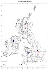 Attēlu rezultāti vaicājumam “Chaenotheca chlorella”