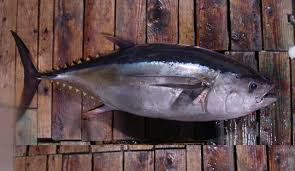 Image result for Thunnus obesus