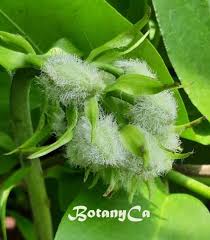 Attēlu rezultāti vaicājumam “Lilium martagon bud”