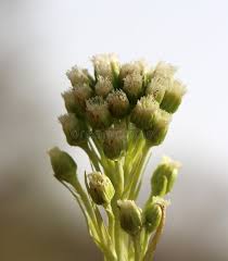 Attēlu rezultāti vaicājumam “Petasites spurius”