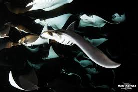 Image result for Mobula munkiana