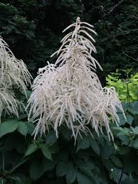Image result for Aruncus dioicus