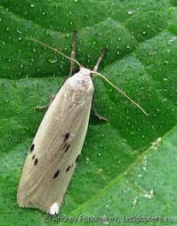 Attēlu rezultāti vaicājumam “Pelosia muscerda”