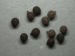 Attēlu rezultāti vaicājumam “Papaver argemone fruit”