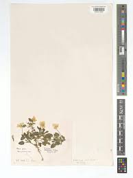 Attēlu rezultāti vaicājumam “Viola tricolor subsp. curtisii bud”