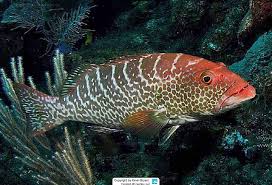 Image result for Mycteroperca olfax