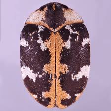 Attēlu rezultāti vaicājumam “Dermestidae”