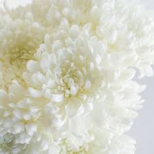 Image result for Dahlia `Snowflake`