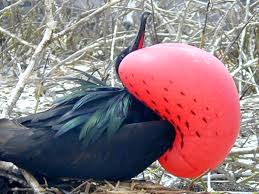 Image result for Fregata aquila