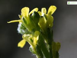 Attēlu rezultāti vaicājumam “Sisymbrium loeselii flower”