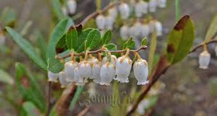 Attēlu rezultāti vaicājumam “Chamaedaphne calyculata”