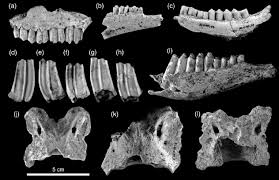 Attēlu rezultāti vaicājumam “Capra juvenile”