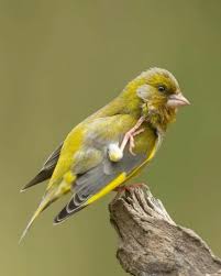 Attēlu rezultāti vaicājumam “Chloris chloris male”